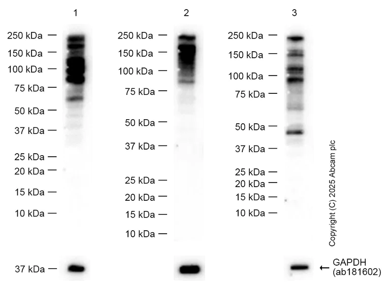 Western blot - Anti-Homeobox protein cut-like 1 antibody [EPR26508-67] - BSA and Azide free (AB307822)