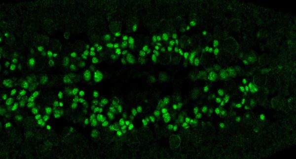 Immunocytochemistry/ Immunofluorescence - Anti-Homeobox protein prospero antibody [MR1A-AH11] (AB196361)
