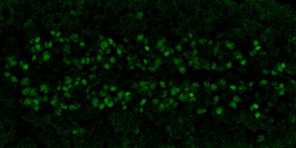 Immunocytochemistry/ Immunofluorescence - Anti-Homeobox protein prospero antibody [P3D4-1F10] (AB201326)