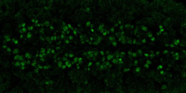 Immunocytochemistry/ Immunofluorescence - Anti-Homeobox protein prospero antibody [P3D4-1F10] (AB201326)