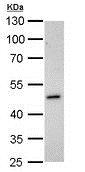 Western blot - Anti-Homer1 antibody (AB211415), expandable thumbnail