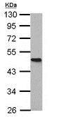 Western blot - Anti-Homer1 antibody (AB211415), expandable thumbnail