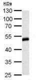 Western blot - Anti-Homer1 antibody (AB211415), expandable thumbnail