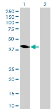 Western blot - Anti-Homer1 antibody (AB88827)