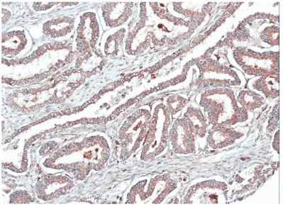 Immunohistochemistry (Formalin/PFA-fixed paraffin-embedded sections) - Anti-Homer1 antibody (AB97593)