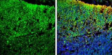 Immunohistochemistry (Frozen sections) - Anti-Homer1 antibody (AB97593)