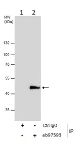 Immunoprecipitation - Anti-Homer1 antibody (AB97593)