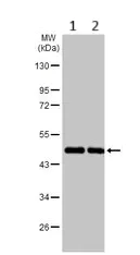 Western blot - Anti-Homer1 antibody (AB97593)