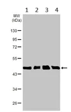 Western blot - Anti-Homer1 antibody (AB97593)