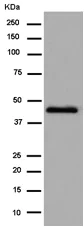 Western blot - Anti-Homer1 antibody [EPR15309] (AB184955)