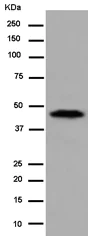 Western blot - Anti-Homer1 antibody [EPR15309] (AB184955)