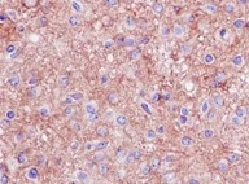 Immunohistochemistry (Formalin/PFA-fixed paraffin-embedded sections) - Anti-Homer1 antibody [EPR15309] - BSA and Azide free (AB232668)