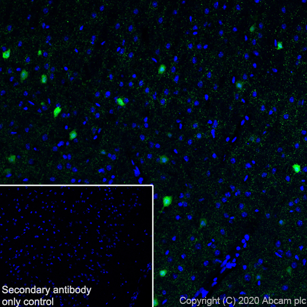 Immunohistochemistry (Frozen sections) - Anti-Homer1 antibody [EPR15309] - BSA and Azide free (AB232668), expandable thumbnail
