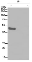 Immunoprecipitation - Anti-Homer1 antibody [EPR15309] - BSA and Azide free (AB232668), expandable thumbnail