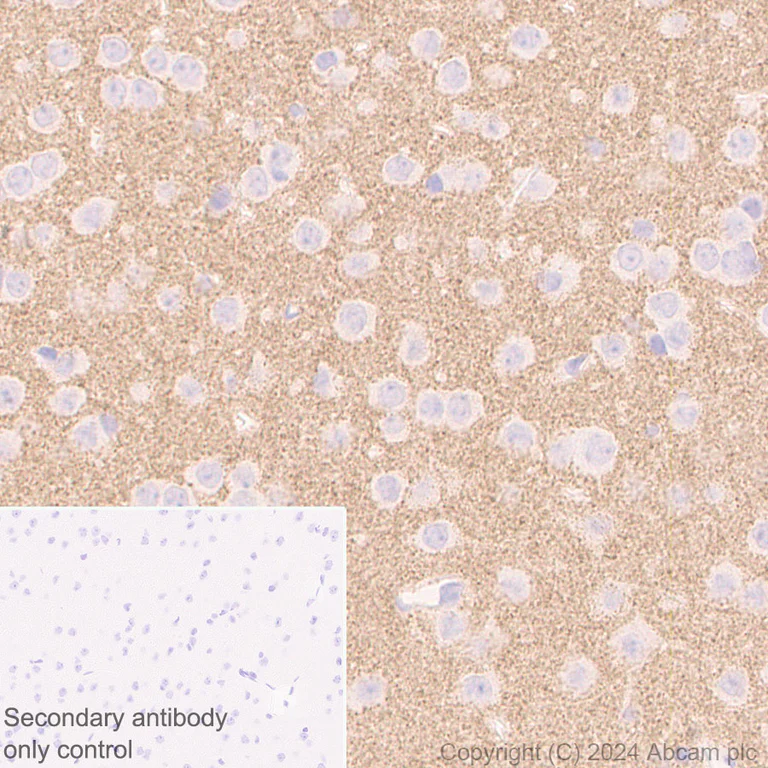 Immunohistochemistry (Formalin/PFA-fixed paraffin-embedded sections) - Anti-Homer1 antibody [EPR23178-35] (AB245231)