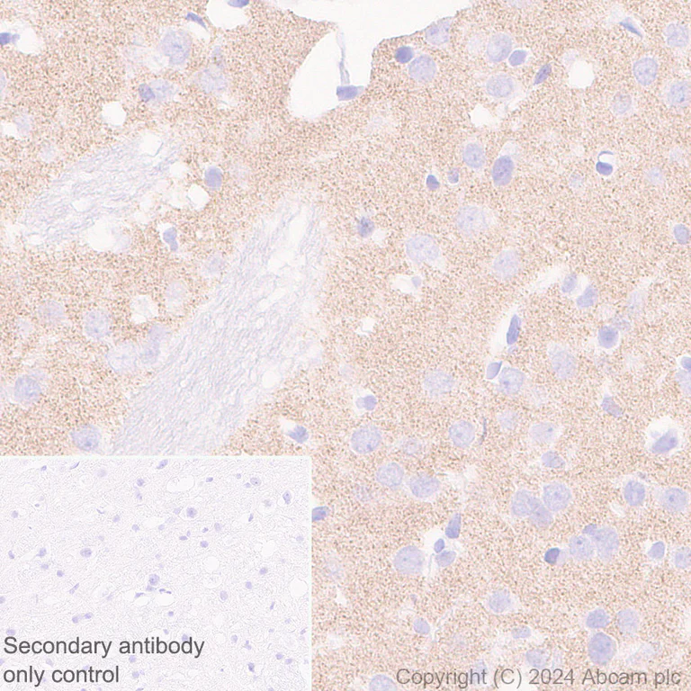 Immunohistochemistry (Formalin/PFA-fixed paraffin-embedded sections) - Anti-Homer1 antibody [EPR23178-35] (AB245231)
