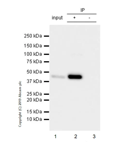 Immunoprecipitation - Anti-Homer1 antibody [EPR23178-35] (AB245231)