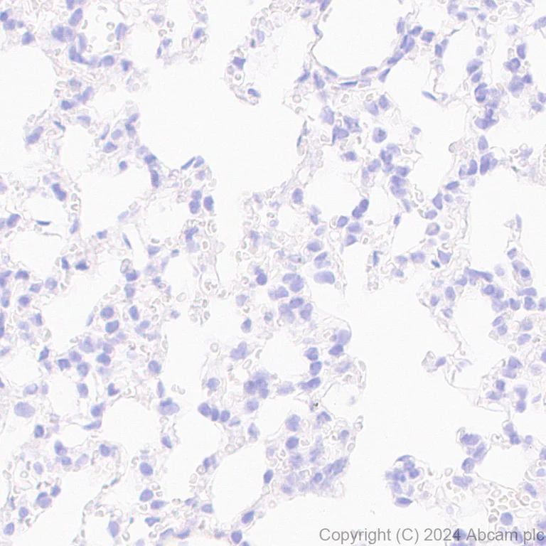 Immunohistochemistry (Formalin/PFA-fixed paraffin-embedded sections) - Anti-Homer1 antibody [EPR23178-35] - BSA and Azide free (AB269952)