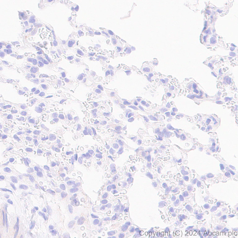 Immunohistochemistry (Formalin/PFA-fixed paraffin-embedded sections) - Anti-Homer1 antibody [EPR23178-35] - BSA and Azide free (AB269952)