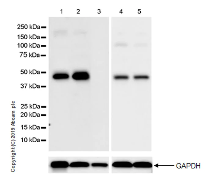 Western blot - Anti-Homer1 antibody [EPR23178-35] - BSA and Azide free (AB269952)