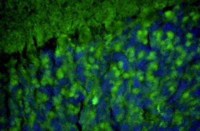 Immunohistochemistry (Formalin/PFA-fixed paraffin-embedded sections) - Anti-Homer1 antibody [L113/130] - Chicken IgY (Chimeric) (AB325659)