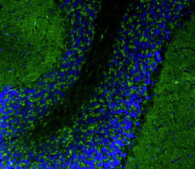 Immunohistochemistry (Formalin/PFA-fixed paraffin-embedded sections) - Anti-Homer1 antibody [L113/130] - Chicken IgY (Chimeric) (AB325659)