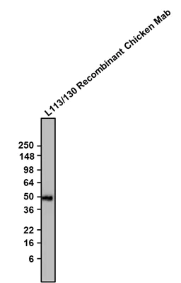 Western blot - Anti-Homer1 antibody [L113/130] - Chicken IgY (Chimeric) (AB325659)