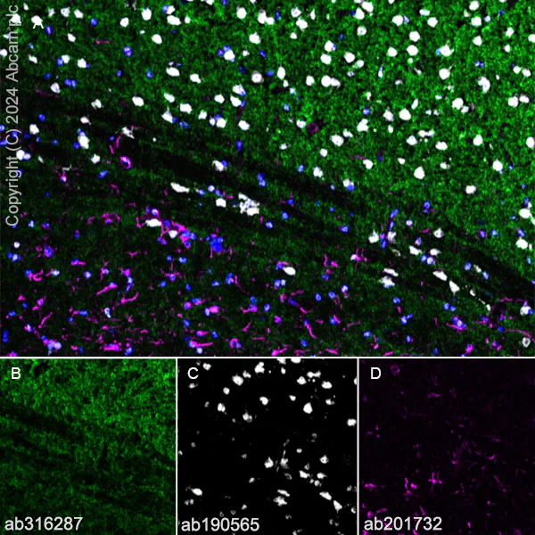 Immunohistochemistry (Frozen sections) - Anti-Homer1 antibody [RM1121] (AB316287)