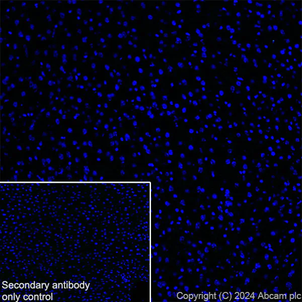 Immunohistochemistry (Frozen sections) - Anti-Homer1 antibody [RM1121] (AB316287)