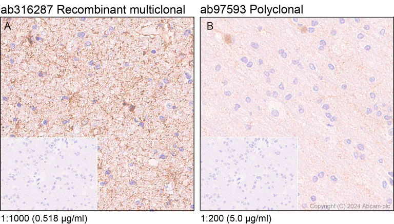 Immunohistochemistry (Formalin/PFA-fixed paraffin-embedded sections) - Anti-Homer1 antibody [RM1121] - BSA and Azide free (AB316288)