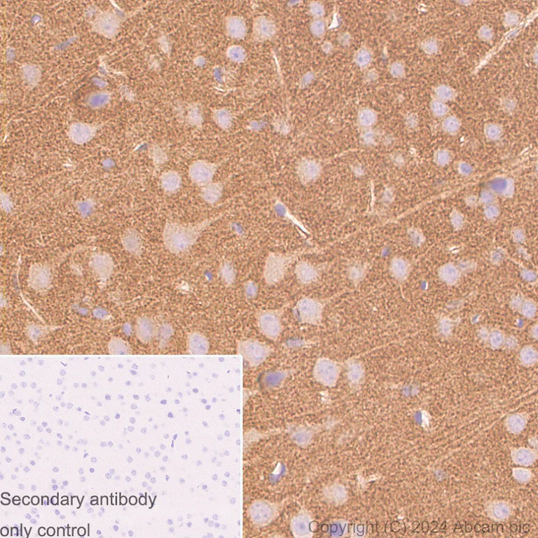Immunohistochemistry (Formalin/PFA-fixed paraffin-embedded sections) - Anti-Homer1 antibody [RM1121] - BSA and Azide free (AB316288)