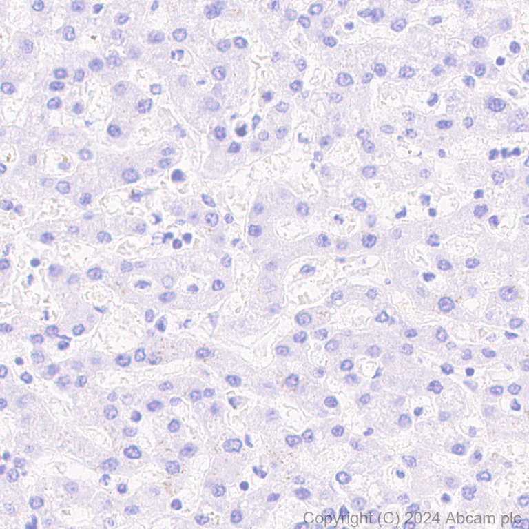 Immunohistochemistry (Formalin/PFA-fixed paraffin-embedded sections) - Anti-Homer1 antibody [RM1121] - BSA and Azide free (AB316288)