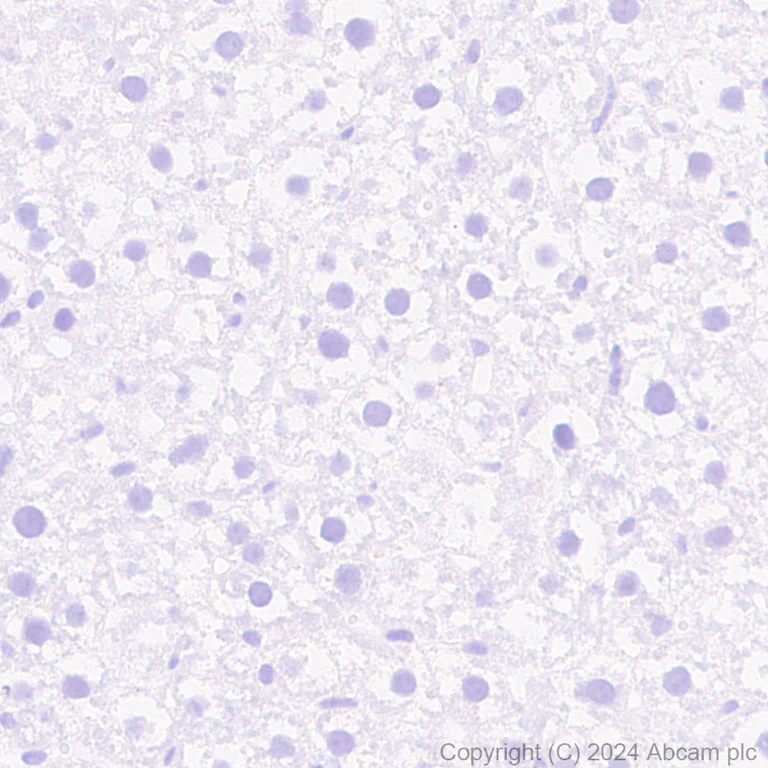 Immunohistochemistry (Formalin/PFA-fixed paraffin-embedded sections) - Anti-Homer1 antibody [RM1121] - BSA and Azide free (AB316288)