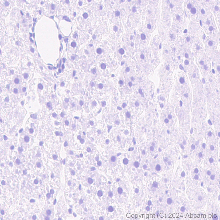 Immunohistochemistry (Formalin/PFA-fixed paraffin-embedded sections) - Anti-Homer1 antibody [RM1121] - BSA and Azide free (AB316288)