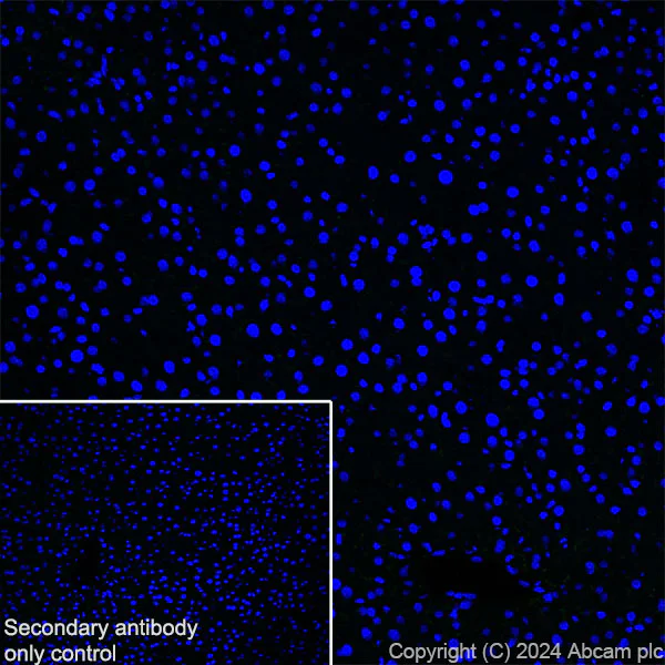 Immunohistochemistry (Frozen sections) - Anti-Homer1 antibody [RM1121] - BSA and Azide free (AB316288)