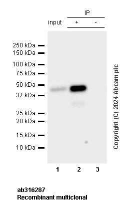 Immunoprecipitation - Anti-Homer1 antibody [RM1121] - BSA and Azide free (AB316288)