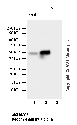 Immunoprecipitation - Anti-Homer1 antibody [RM1121] - BSA and Azide free (AB316288)