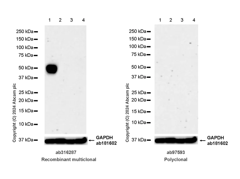 Western blot - Anti-Homer1 antibody [RM1121] - BSA and Azide free (AB316288)