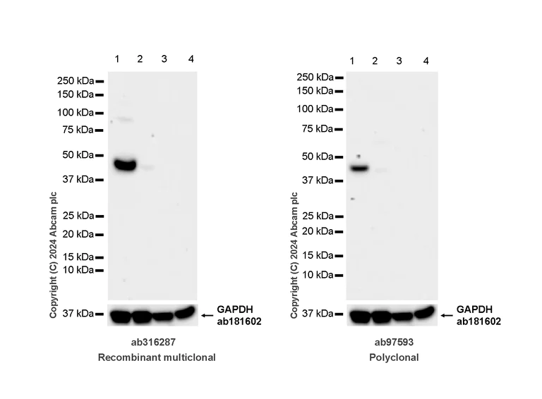 Western blot - Anti-Homer1 antibody [RM1121] - BSA and Azide free (AB316288)