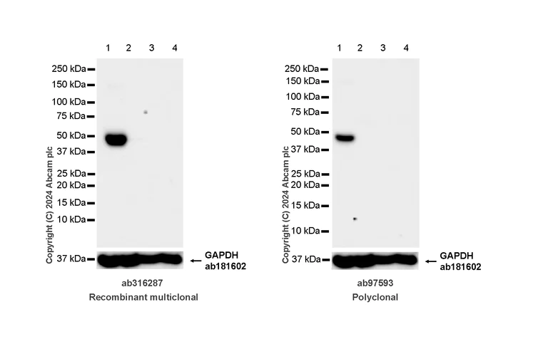 Western blot - Anti-Homer1 antibody [RM1121] - BSA and Azide free (AB316288)