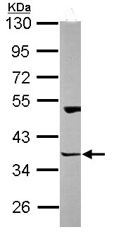 Western blot - Anti-HOMER3 antibody (AB97438), expandable thumbnail