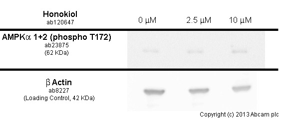 Functional Studies - Honokiol, anti-inflammatory and chemotherapeutic agent (AB120647), expandable thumbnail