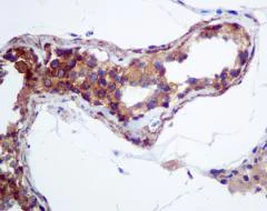Immunohistochemistry (Formalin/PFA-fixed paraffin-embedded sections) - Anti-HOOK1 antibody [EPR10102] (AB151756)