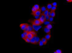 Immunocytochemistry/ Immunofluorescence - Anti-HOOK1 antibody [EPR10102] - BSA and Azide free (AB249067)