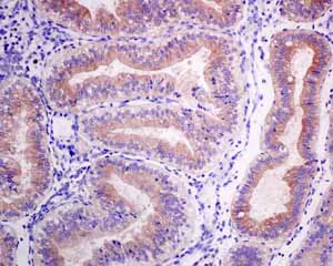 Immunohistochemistry (Formalin/PFA-fixed paraffin-embedded sections) - Anti-HOOK1 antibody [EPR10102] - BSA and Azide free (AB249067)