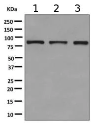 Western blot - Anti-HOOK1 antibody [EPR10102] - BSA and Azide free (AB249067)