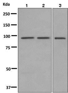 Western blot - Anti-HOOK1 antibody [EPR10103(B)] (AB150397)