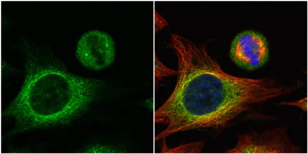 Immunocytochemistry/ Immunofluorescence - Anti-HOOK2 antibody (AB154109)