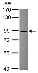Western blot - Anti-HOOK2 antibody (AB154109), expandable thumbnail