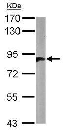 Western blot - Anti-HOOK2 antibody (AB154109), expandable thumbnail